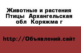 Животные и растения Птицы. Архангельская обл.,Коряжма г.